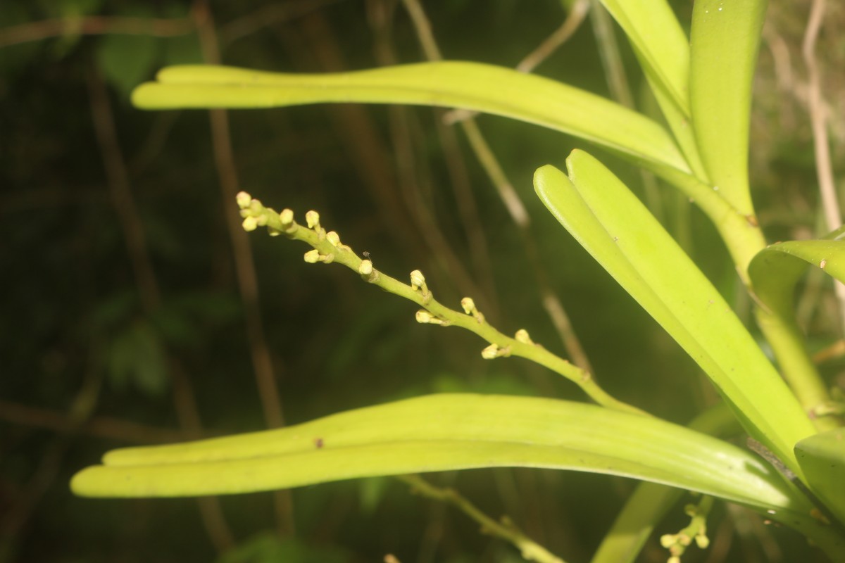 Acampe ochracea (Lindl.) Hochr.